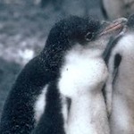 Penguin of the Day for iOS, Facebook and Web